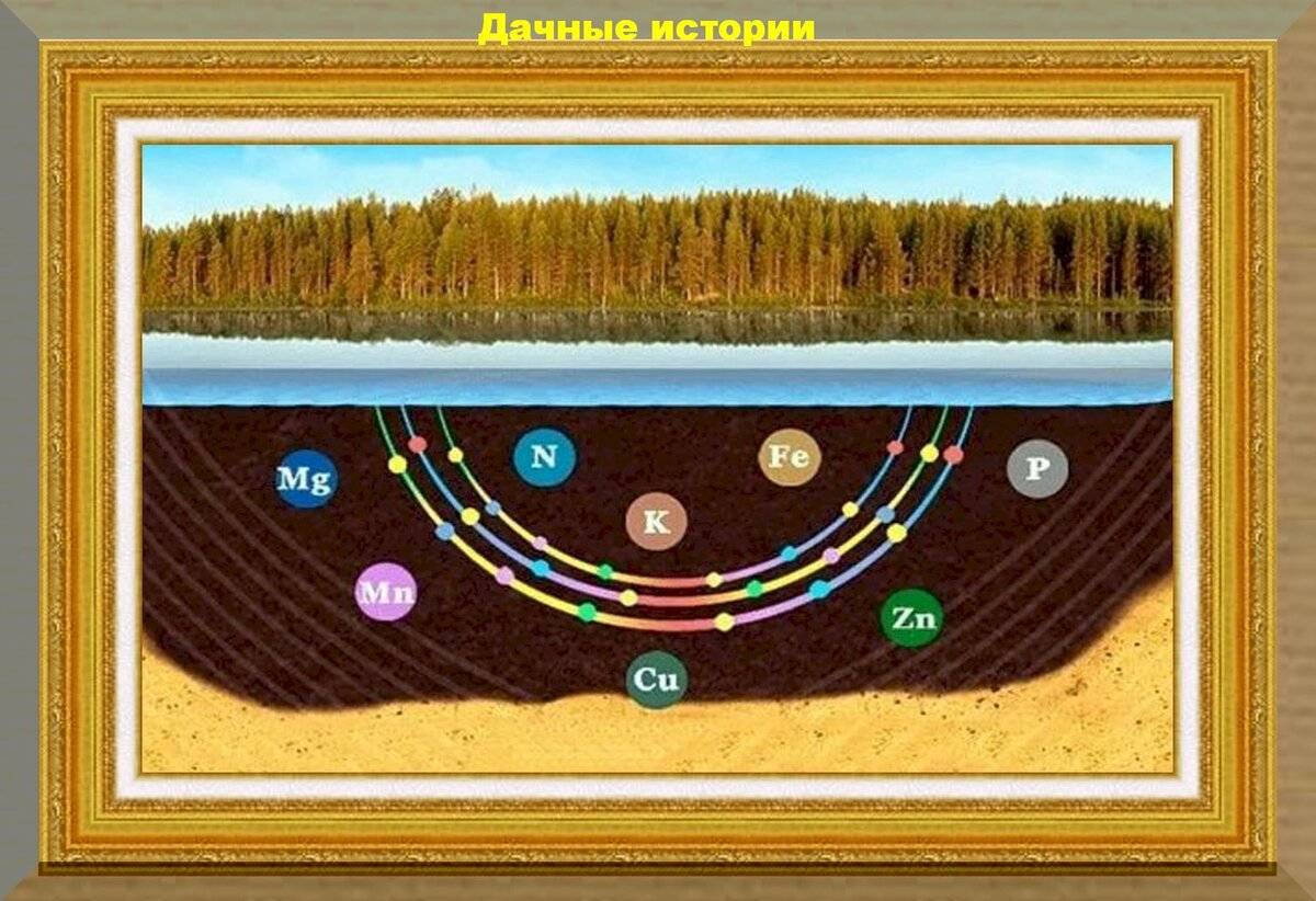 Сапропель: уникальное удобрение со дна водоемов для вашего сада и огорода