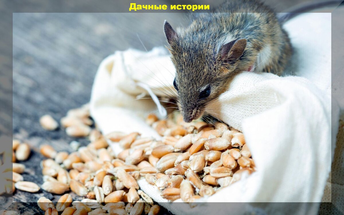 Грызунов не будет точно: надежные и проверенные способы борьбы с мышами на участке и в доме