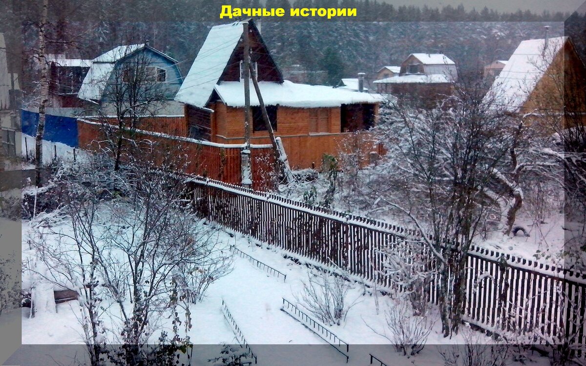 Не только подзимний посев. Десяток важных дел в саду и огороде, которые нужно успеть завершить в ноябре