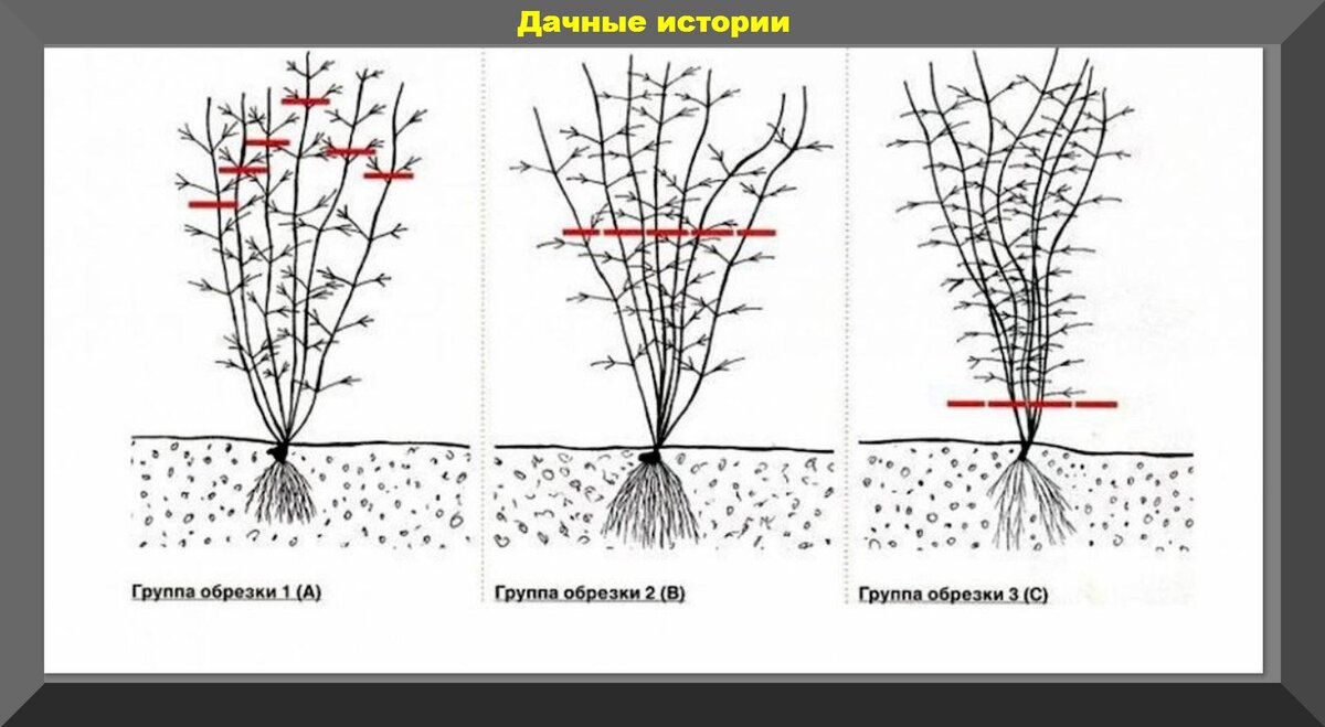 Правила укрытия клематисов на зиму: как укрывать клематисы на зиму, чтобы они не вымерзли зимой