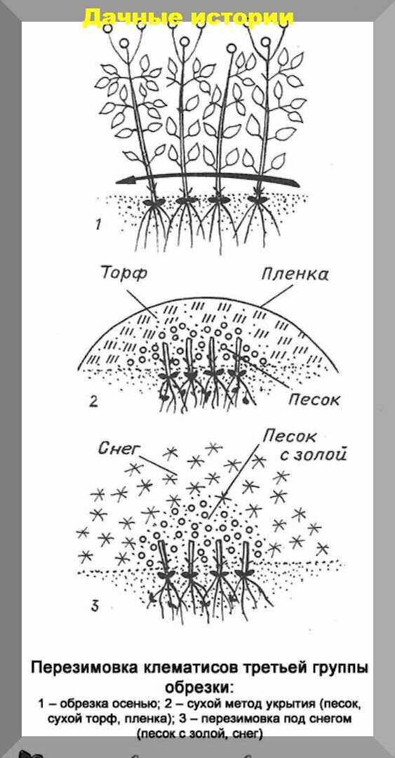 Правила укрытия клематисов на зиму: как укрывать клематисы на зиму, чтобы они не вымерзли зимой