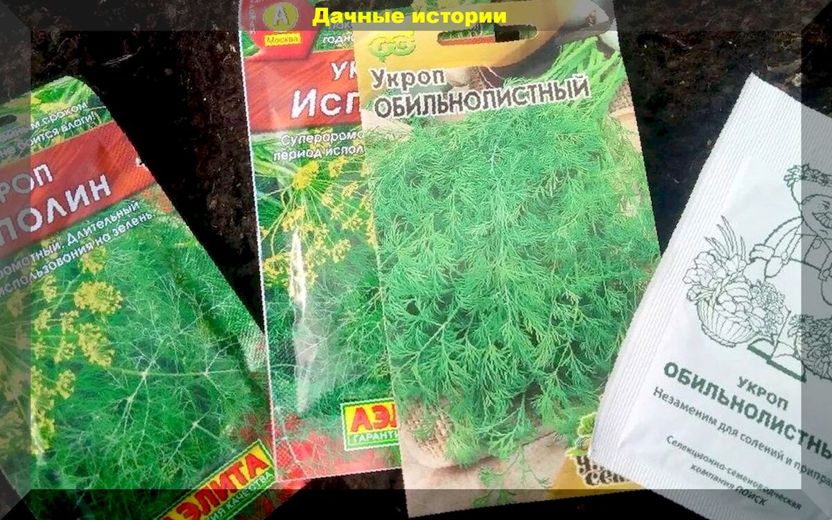 Как посеять укроп под зиму: посев укропа под зиму гарантия раннего и богатого урожая