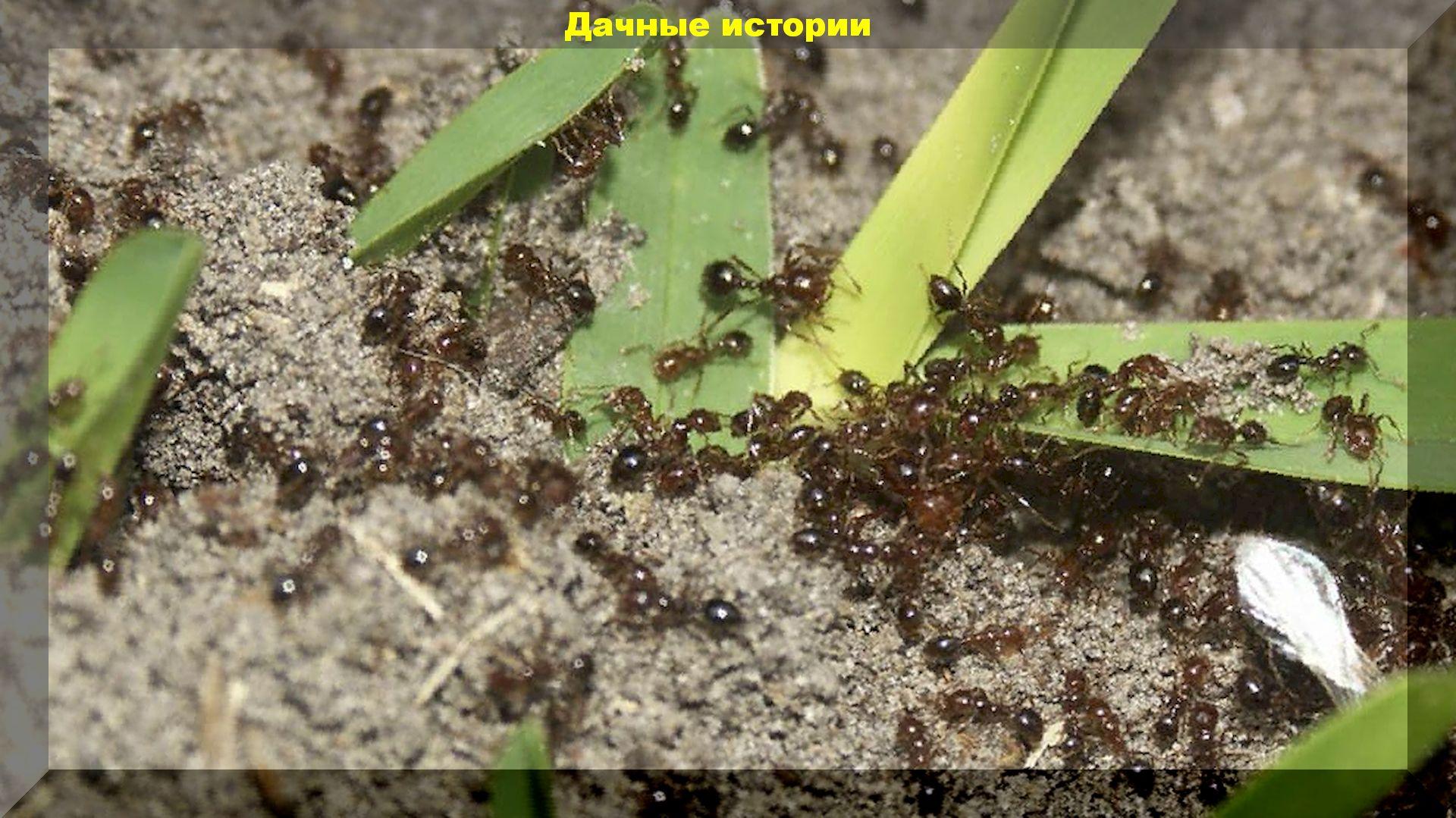 Очень действенный органический (природный) инсектицид от муравьев