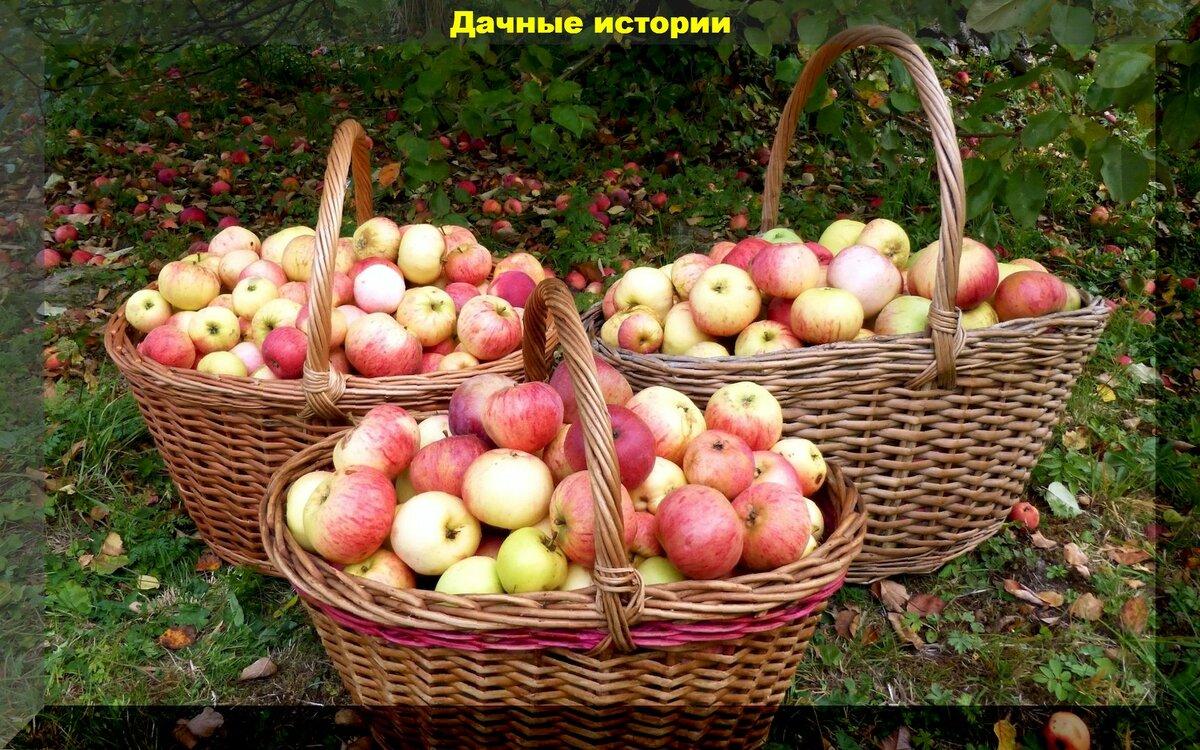 Яблоки и груши будут каждый год: советы как избежать периодичности в плодоношении