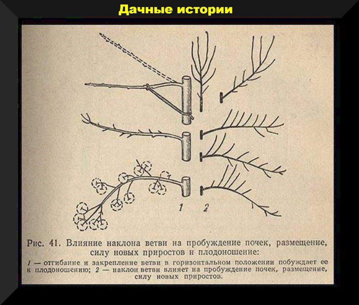 Забивать гвозди в ствол или не забивать? Панацея для начала плодоношения или способ полностью сгубить дерево