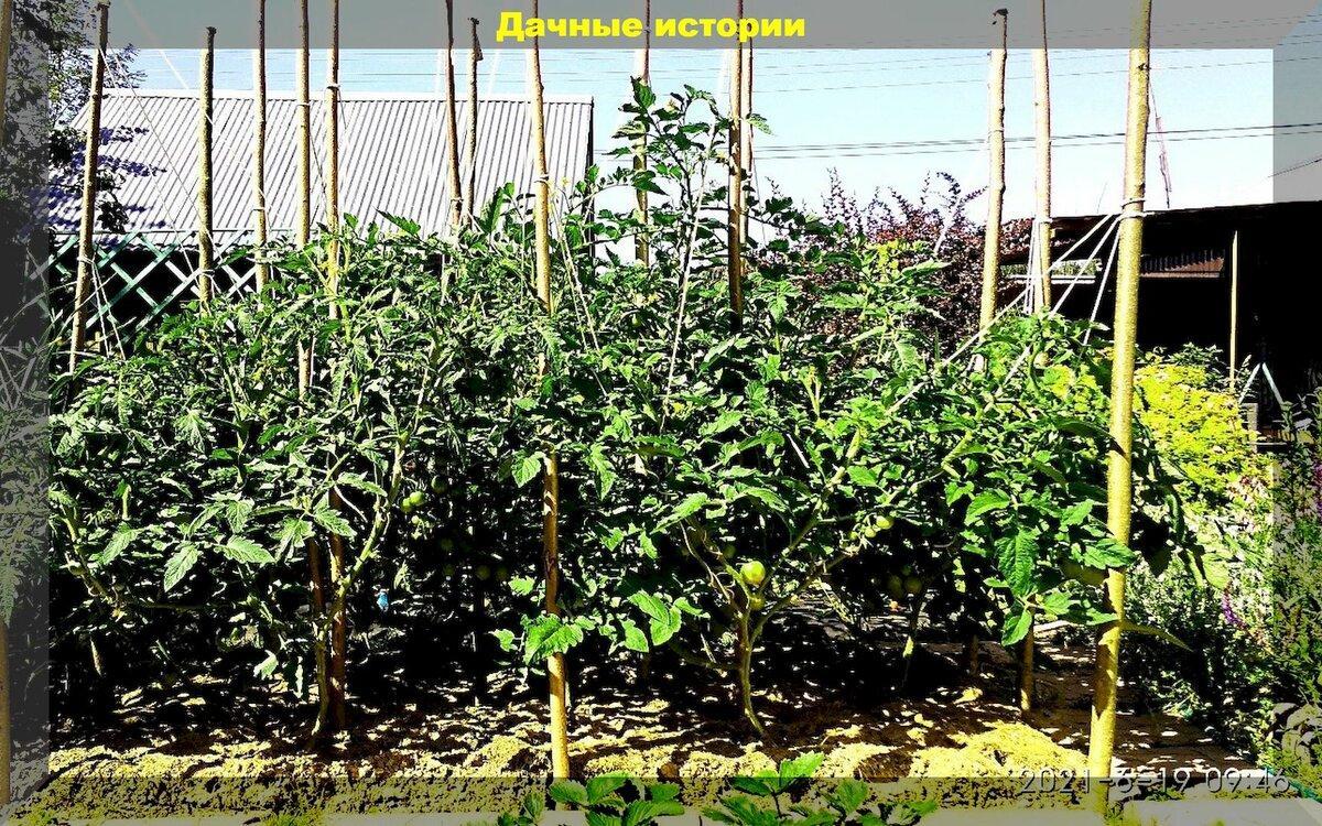 Детерминантные томаты: 40 кг с квадратного метра не предел. Методика выращивания томатов от Василия Корнилова