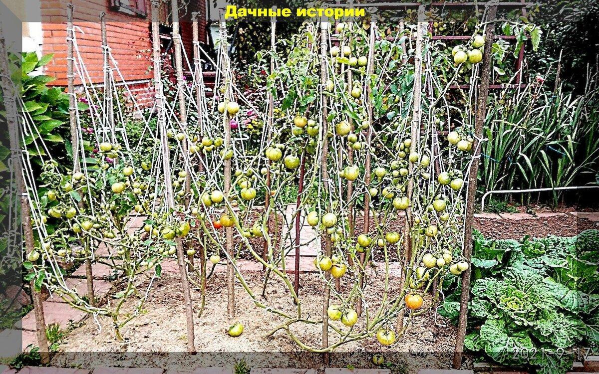 Детерминантные томаты: 40 кг с квадратного метра не предел. Методика выращивания томатов от Василия Корнилова