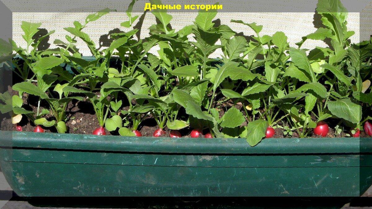 Тонкости выращивание редиса, салата и базилика на подоконнике. Все легко