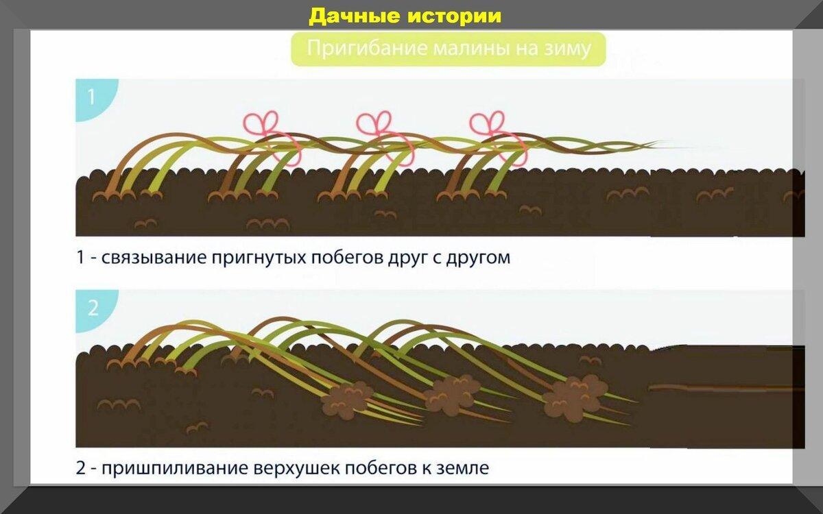 Обязательные работы в малиннике перед зимовкой: готовим малину зиме правильно