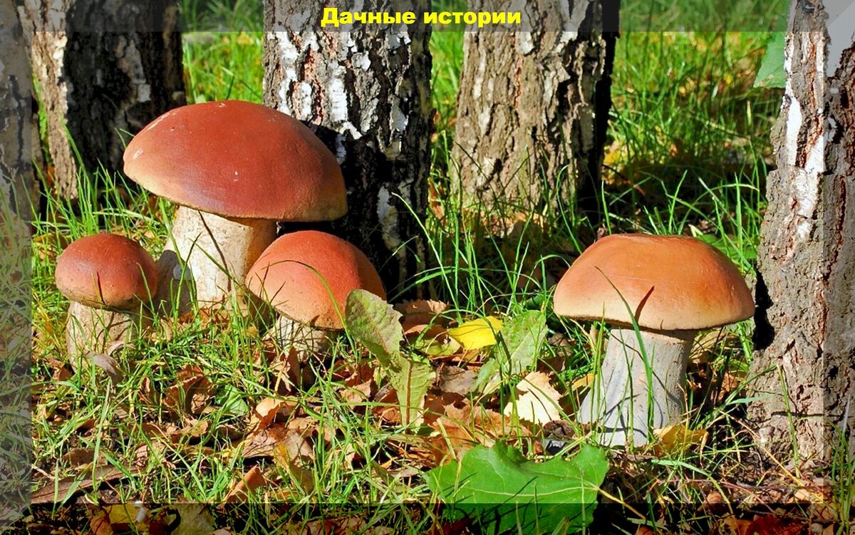 Грибы как удобрение для всех растений: подкормки и настои из грибов для подкормки любых культур на участке