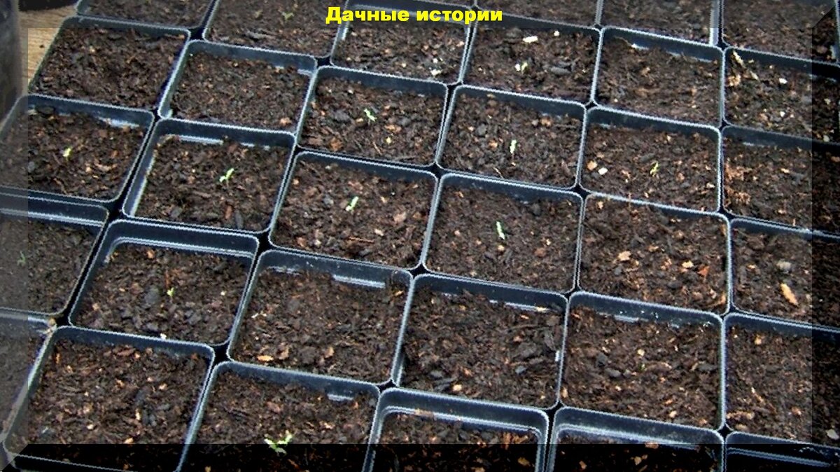 Несколько рецептов грунта для рассады: как самим правильно смешать и приготовить землю для выращивания рассады