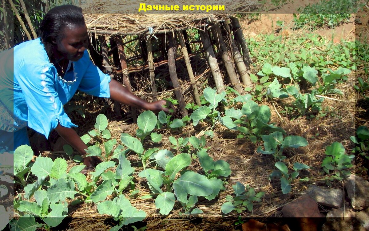Настой коровяка от болезней растений: способ борьбы с болезнями растений применяемый в Африке, который будет полезен и нашим дачникам