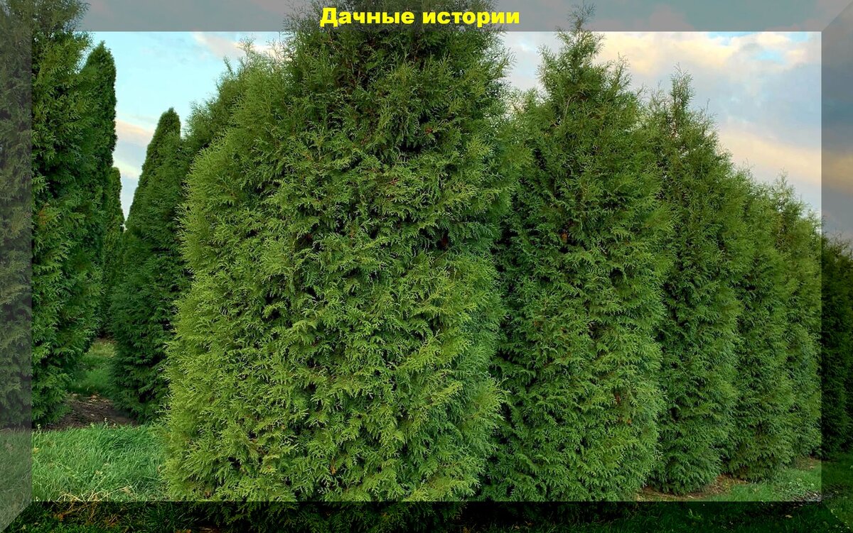 Создаем живую изгородь из туй: лучшие сорта, некоторые особенности посадки и ухода