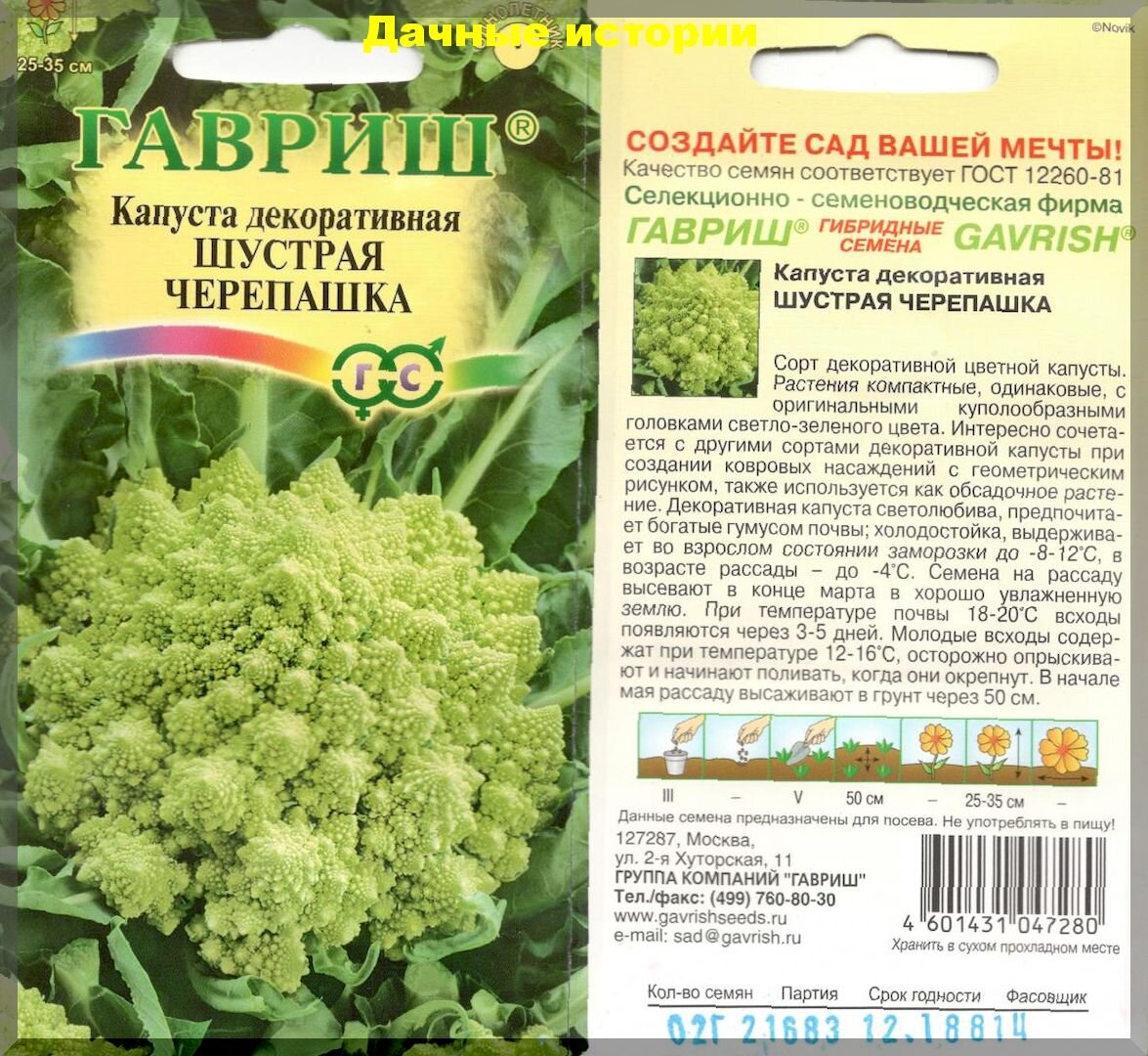 Капуста декоративная. Не только украшение сада, но и вкусный, витаминный продукт