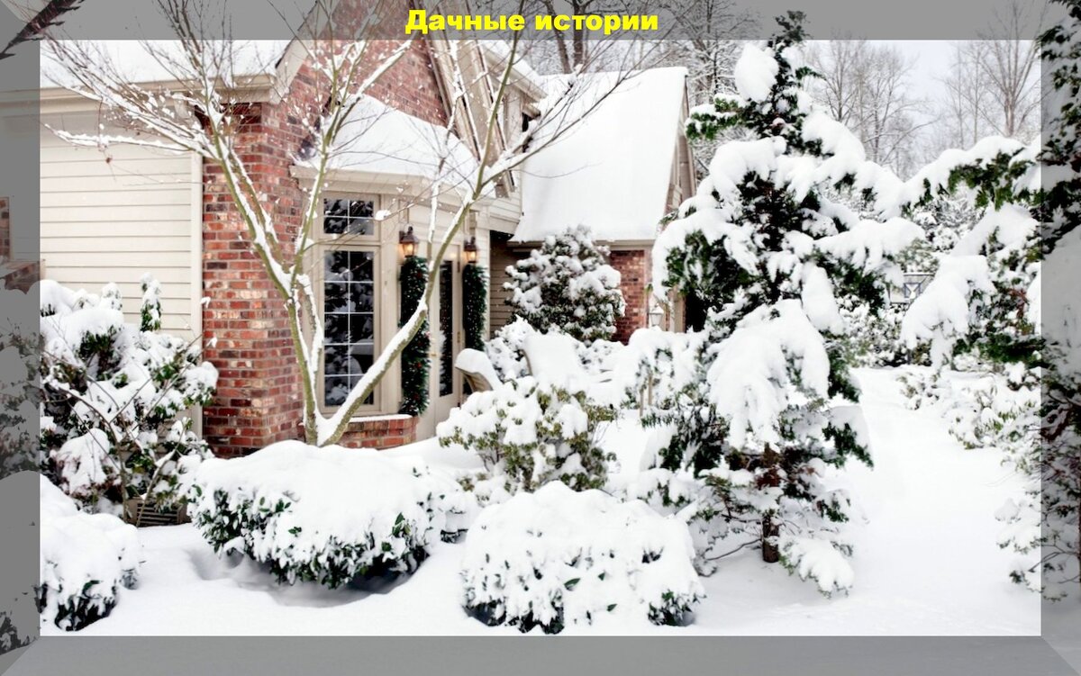 Зима на участке: выпало много снега - проверьте свои хвойные растения и сохранность теплиц