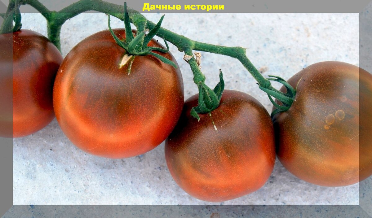 Сорта томатов - критерии и правила выбора: что следует учесть при выборе сортов томатов