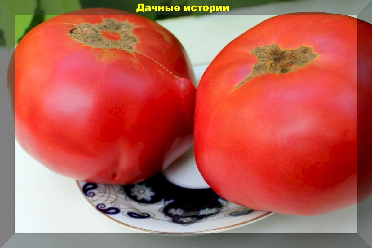 Сорта томатов - критерии и правила выбора: что следует учесть при выборе сортов томатов