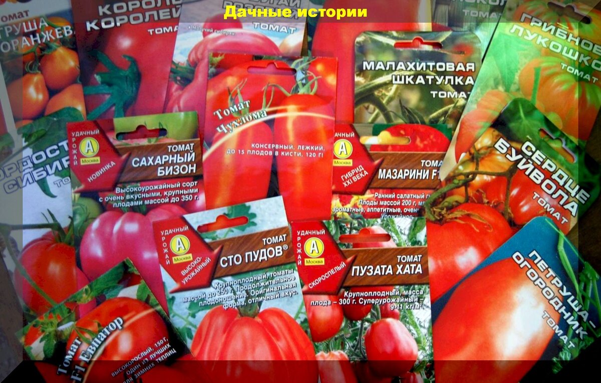 Лучшие сорта томатов: как выбрать при покупке самые урожайные сорта томата, даже если вы о них раньше и не слышали