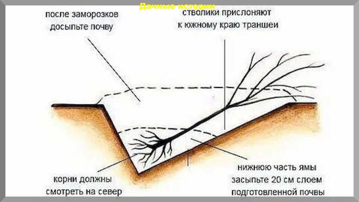 Как сохранить саженцы до весны в прикопе: как сохранить поздно купленные саженцы до весны