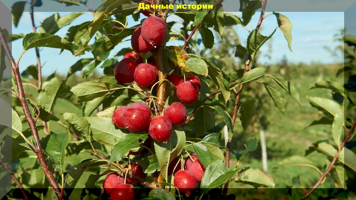 Райская яблоня: научно доказано - самое полезное и неприхотливое яблоко