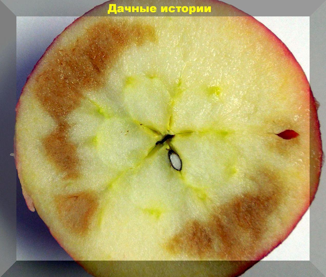 Порча яблок и груш при хранении: опасные и неопасные гнили. Выкинуть или обрезать