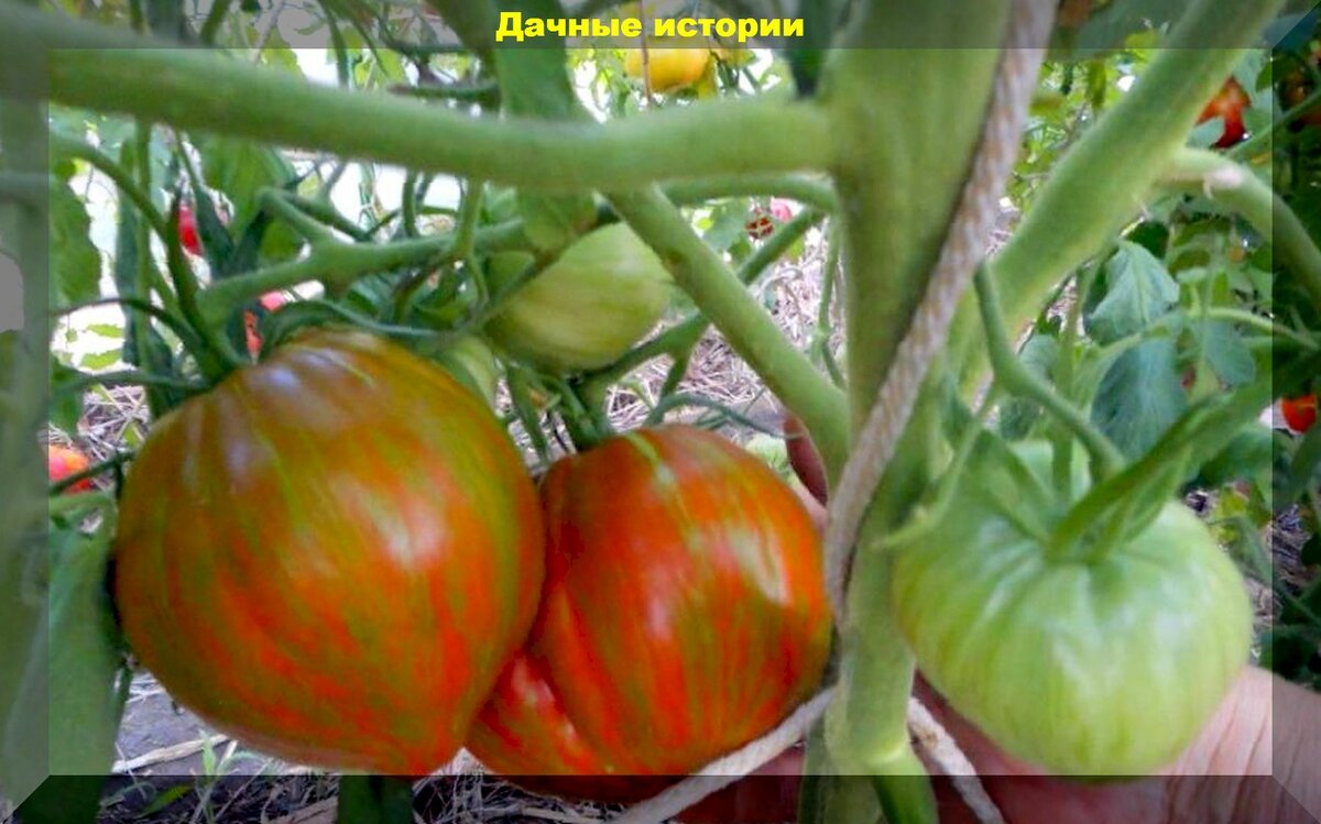 Дача в полоску: в год Тигра сажаем необычные культуры - полосатые помидоры, кабачки, баклажаны и арбузы