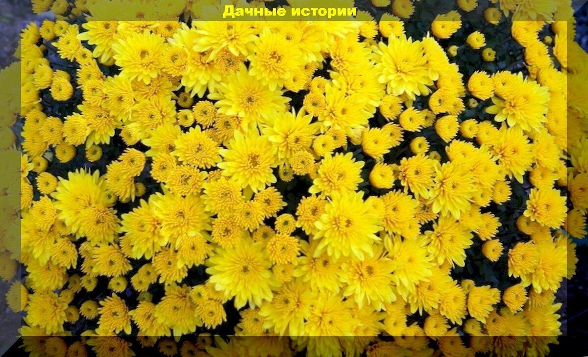 Лучшие сорта хризантем мультифлора: красивейшие сорта хризантемы мультифлора, практически для любого (даже северного) региона России