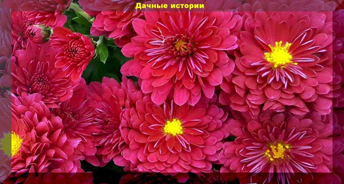 Лучшие сорта хризантем мультифлора: красивейшие сорта хризантемы мультифлора, практически для любого (даже северного) региона России