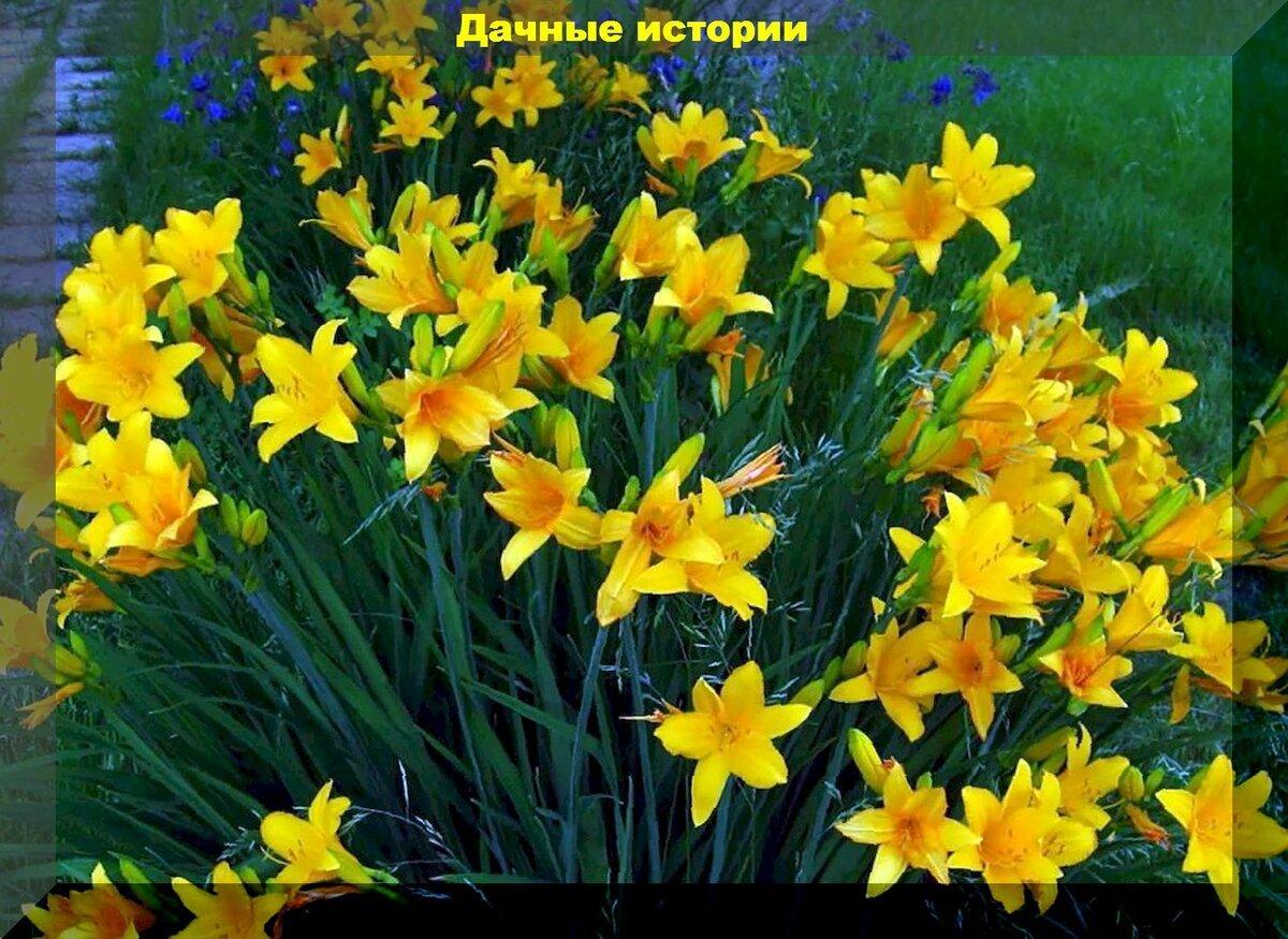 Десятилетиями без пересадок: долгоживущий цветник - цветы не требующие пересадки