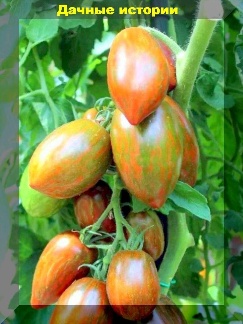 Два с половиной десятка необычных томатов - заслуженные лидеры помидороводчества