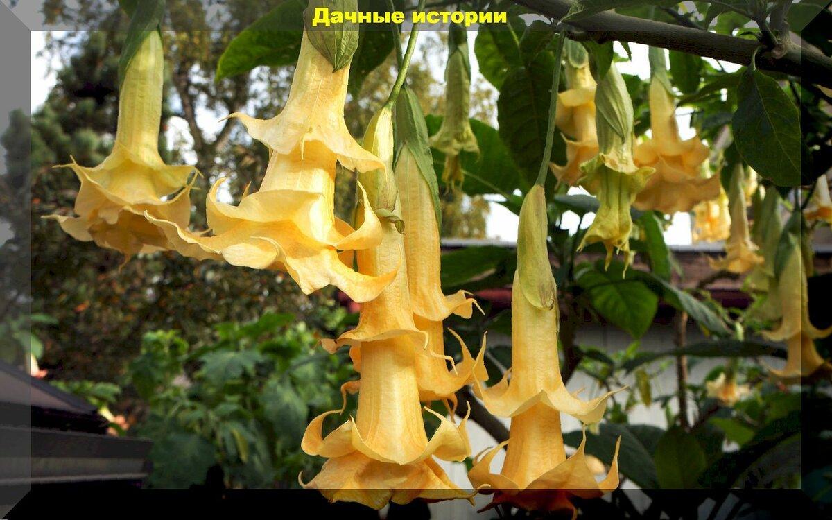 Бругмансия или труба ангела: уход и выращивание гостьи из тропиков, в средней полосе