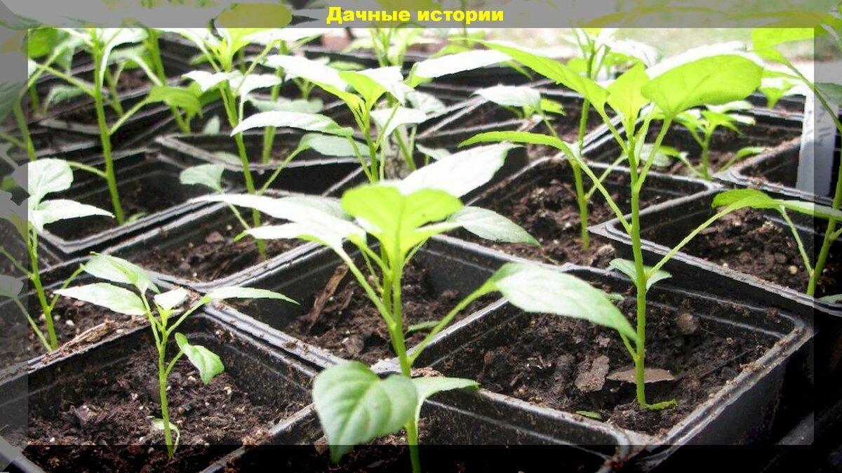 Крепкая рассада- здоровые корни: какой объем тары необходим для выращивания рассады