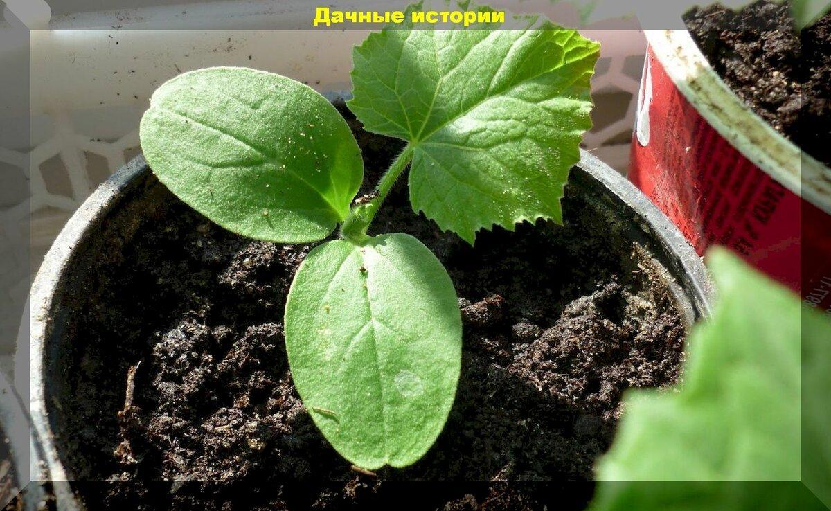 Крепкая рассада- здоровые корни: какой объем тары необходим для выращивания рассады