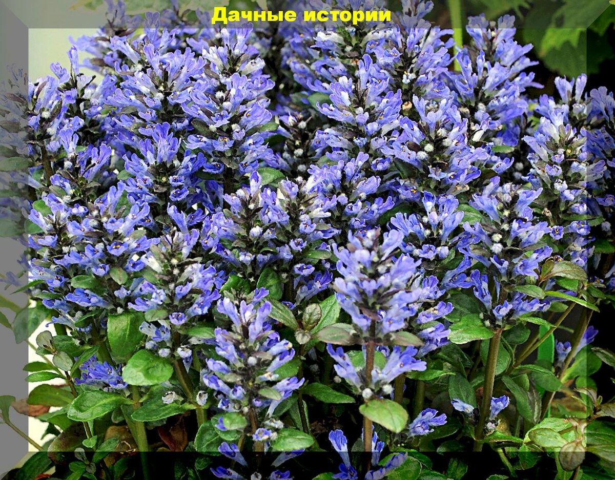 12 оттенков синего или только самые красивые лазурные цветы для вашего сада