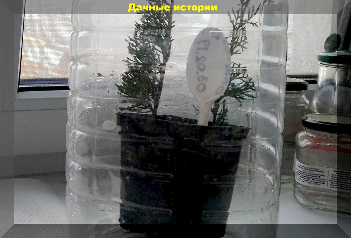 Размножаем туи и можжевельники зимой: простая методика зимнего черенкования хвойных растений