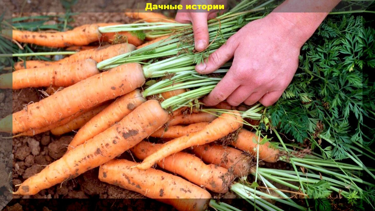 Зная эти агроприемы вы не когда не останетесь без урожая моркови. Памятка дачнику