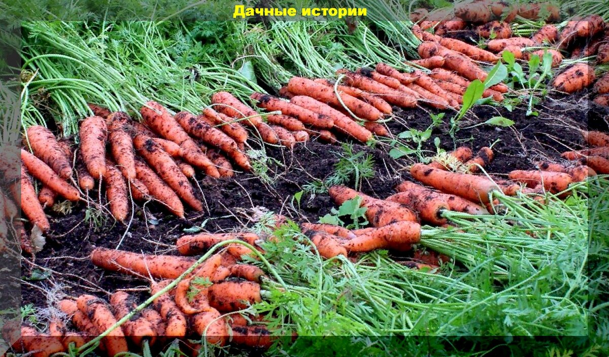 Зная эти агроприемы вы не когда не останетесь без урожая моркови. Памятка дачнику