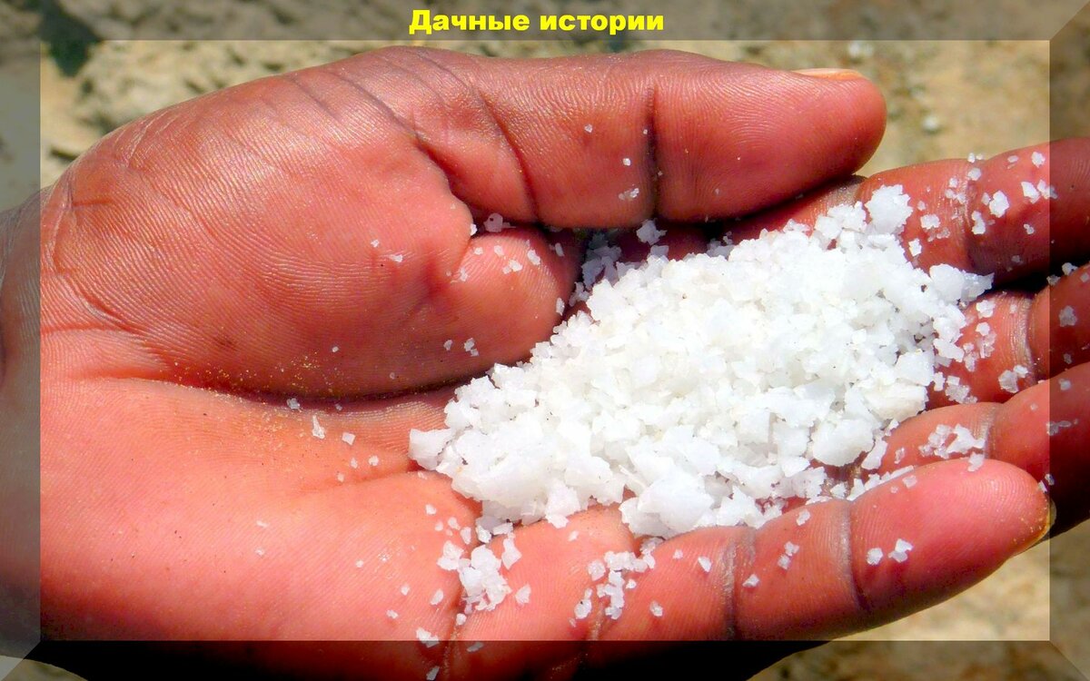 Соль и соляные подкормки - самый страшный враг плодородных почв