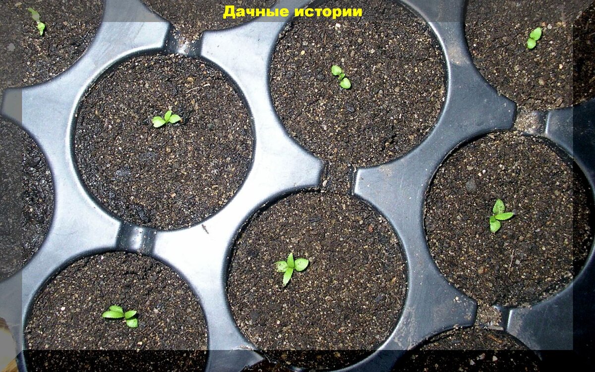 Как вырастить клематис из семян: сеем клематис - это сложно, но можно научиться сеять его на рассаду так, чтобы он дружно взошел