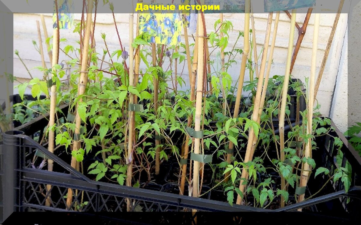Как вырастить клематис из семян: сеем клематис - это сложно, но можно научиться сеять его на рассаду так, чтобы он дружно взошел