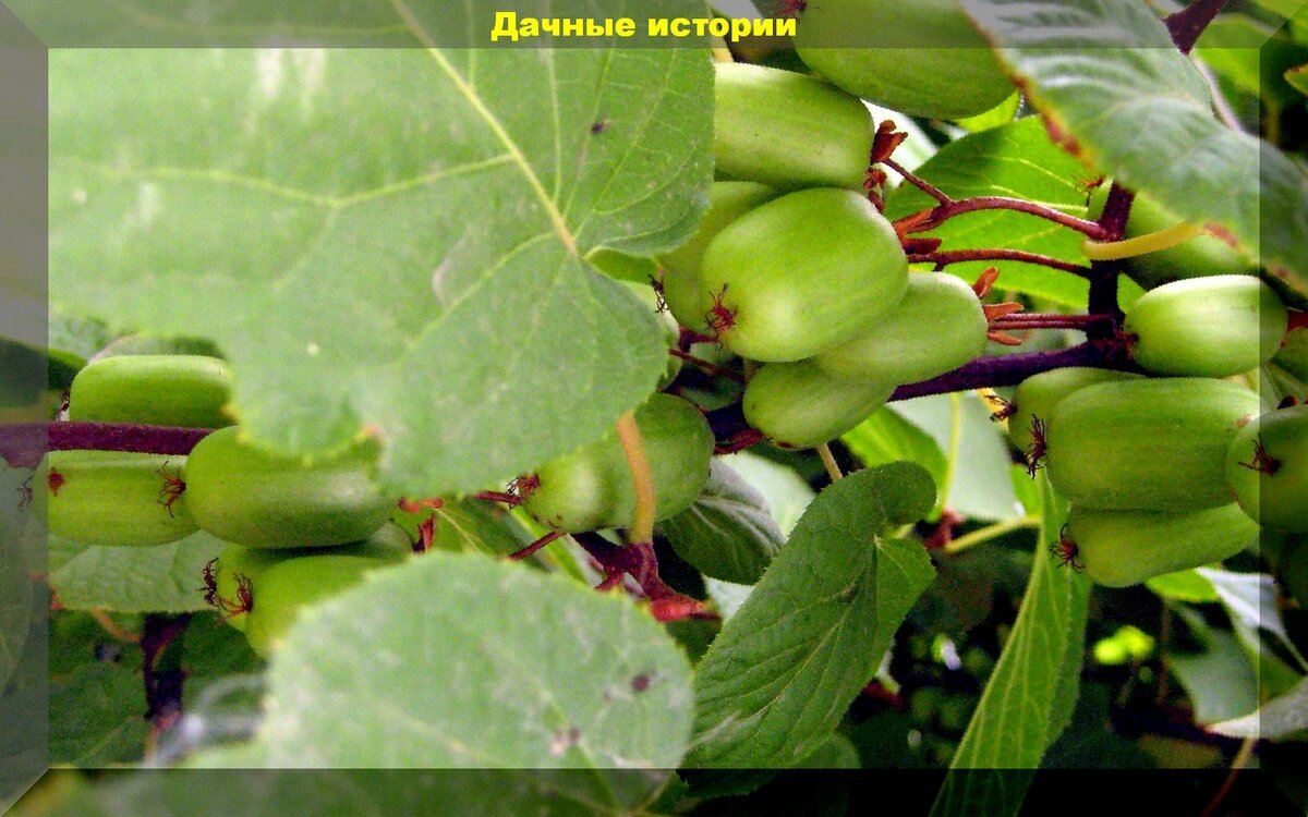 Актинидия коломикта - экзотика в саду со вкусом киви и ананаса: основные моменты в выращивании и уходе за актинидией