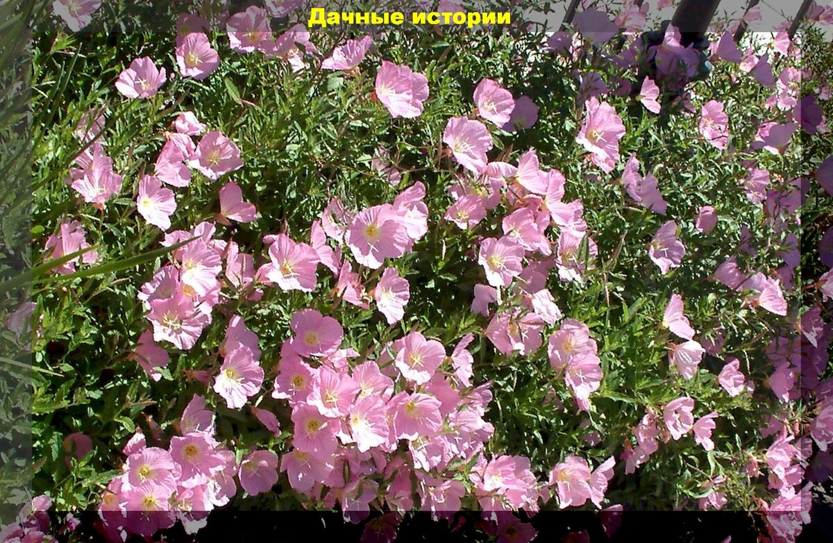Энотера -посадка и уход: нетребовательный в уходе, но при этом высоко декоративный цветок