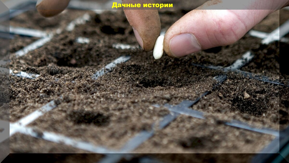 Самодельный грунт для рассады: земля для рассады – как приготовить правильную и простою почвосмесь для посева семян на рассаду