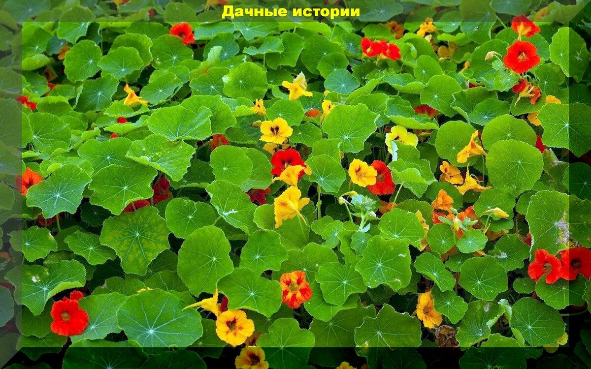 Настурция - красивейший сидерат и суперудобрение для любых почв: цветы как сидераты