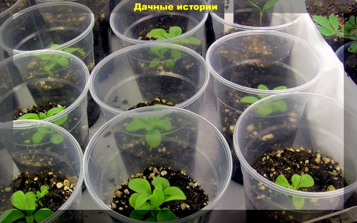 Как вырастить рассаду петунии из семян в домашних условиях: секреты выращивания рассады петунии