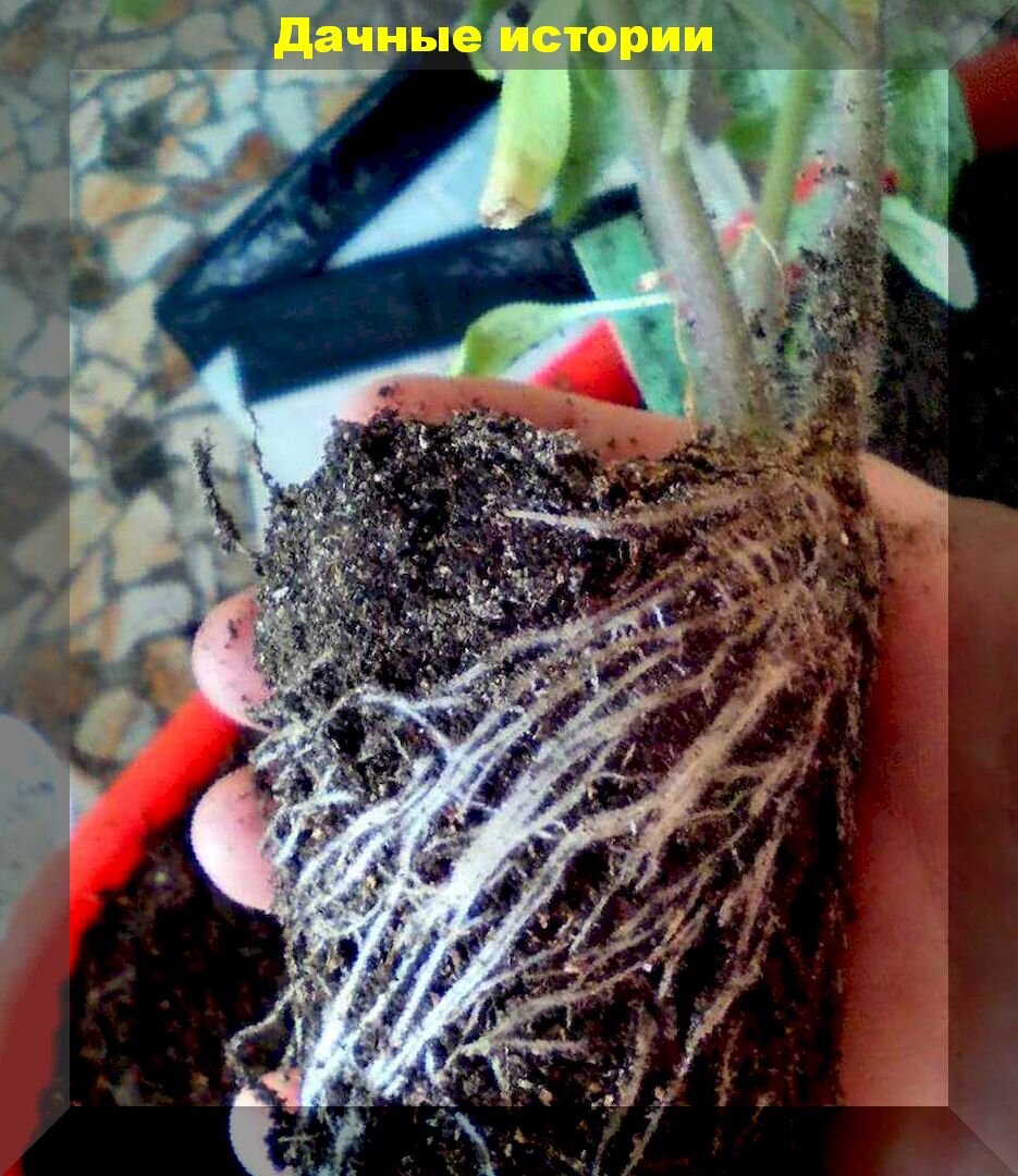 Забота о корнях рассады начинается с приготовления грунта. Важные добавки в грунт для рассады