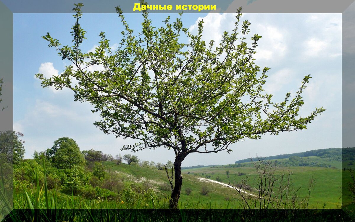 Почему дерево не плодоносит: пять основных причин о которых говорит официальная наука