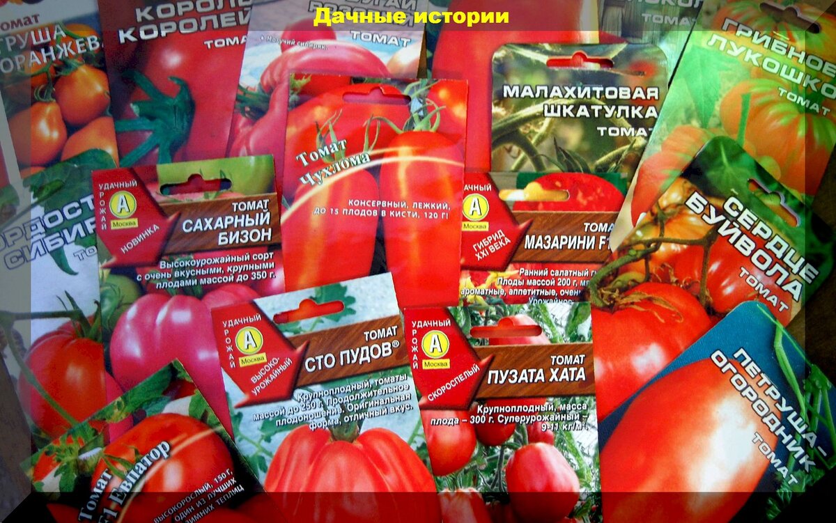 Ключевые критерии выбора семян томатов: как сориентироваться в видах и сортах томата и выбрать качественные семена