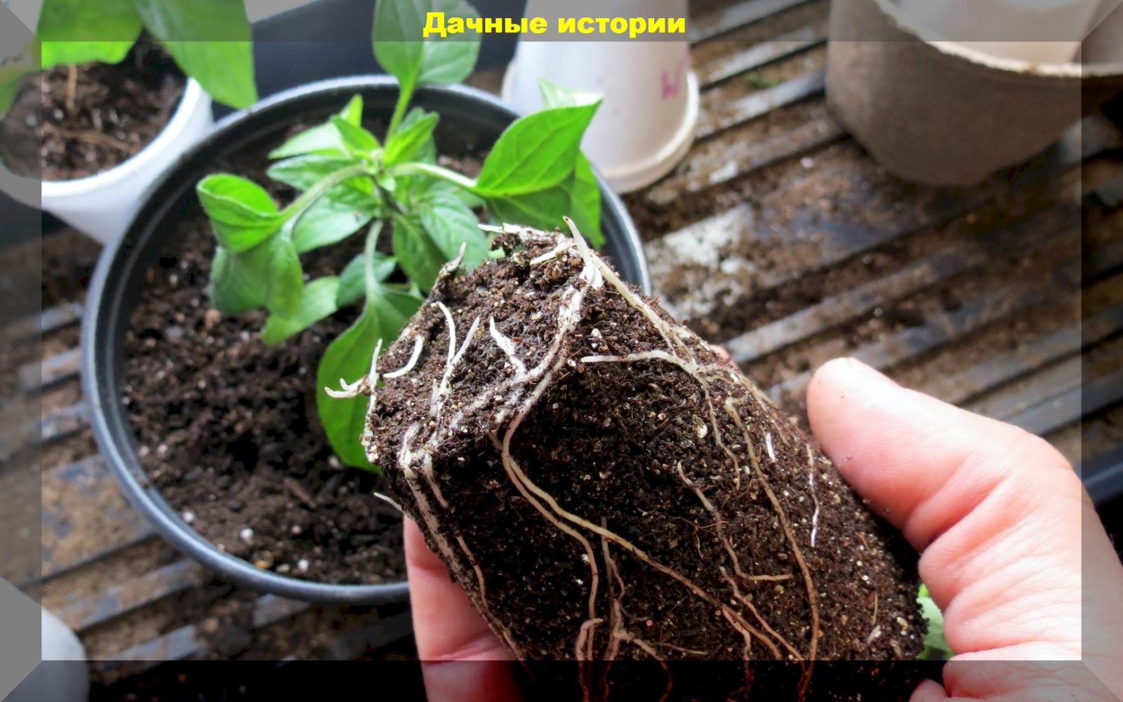 Три способа стимуляция мощных корней у рассады: микориза против суперфосфата и монофосфата