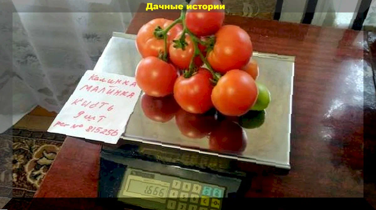 Самые лучшие белорусские томаты: десяток надежных сортов и гибридов белорусской селекции